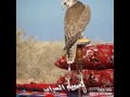 صور صقور صور صقور