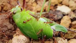 What Really Happens When Ants Find Food - Ants Stories