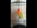Cabe Merah Untuk Lovebird