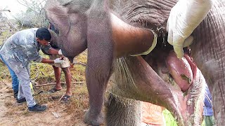 Humanity! Pain relief to an Elephant starving with an injured jaw caused by a mouth bomb by Elephant Zone 549,509 views 5 months ago 8 minutes, 24 seconds