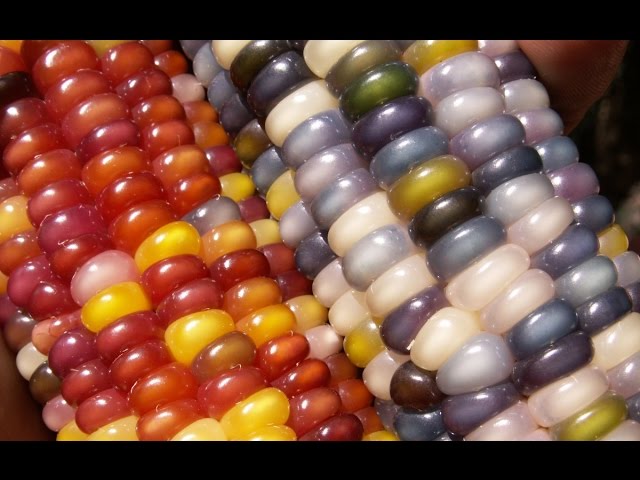 Цветная кукуруза - rainbow corn - YouTube
