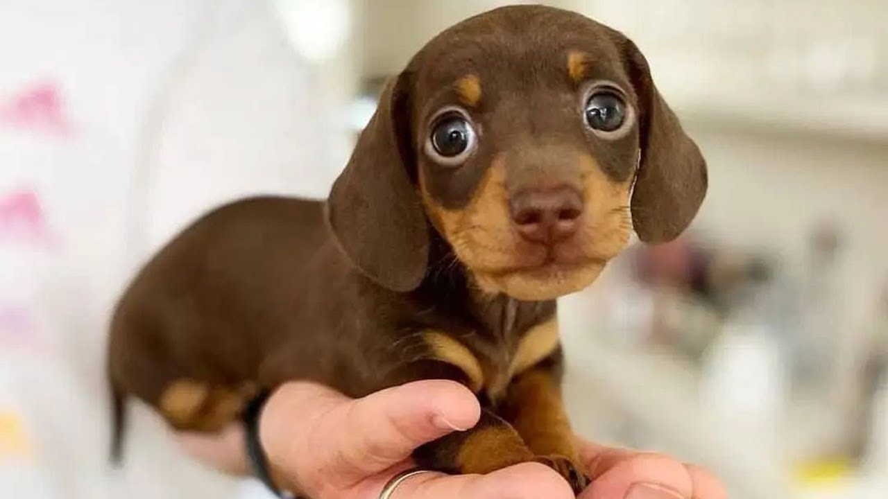 Funniest & Cutest Dachshund Puppies #2 - YouTube