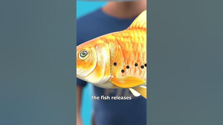 How Fish Breathe Underwater 🤔