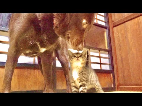 子猫と巨大なワンコを対面させたらまさかの結末に。。