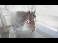 馬も温泉でゆったり 函館競馬場の療養施設