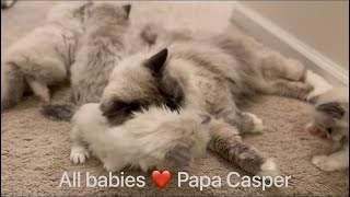 The Most Caring Male Ragdoll Cat | Casper Blue Point Ragdoll and His Babies