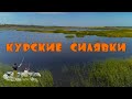 Курские Силявки