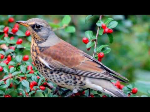 Vidéo: Thrush fieldfare - un beau ravageur