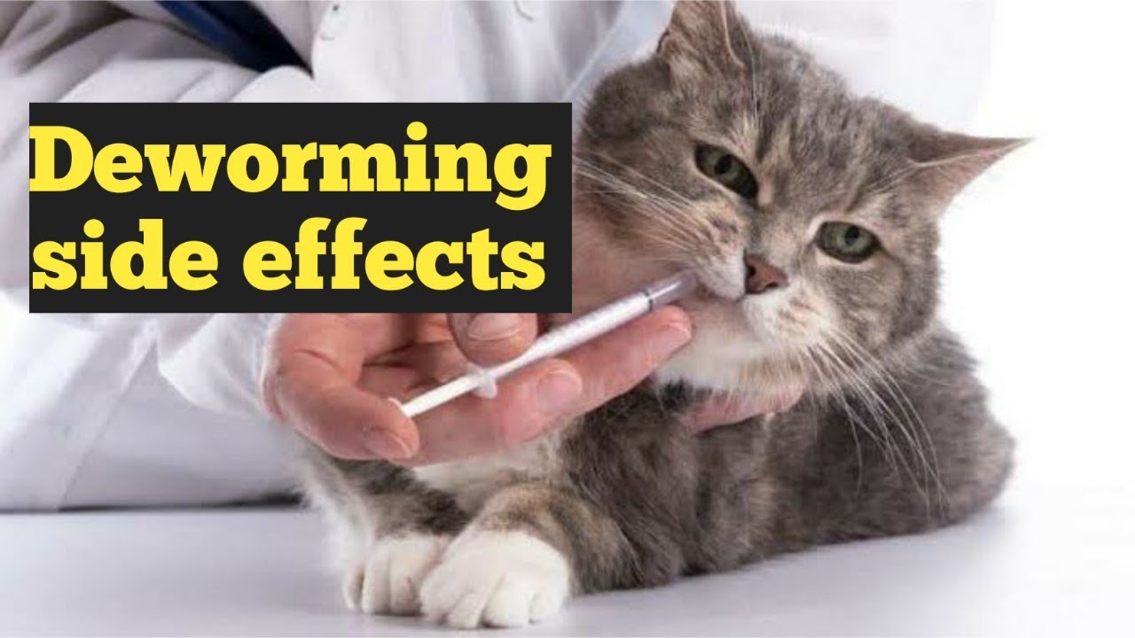 Can Cats Be Allergic To Dewormer?