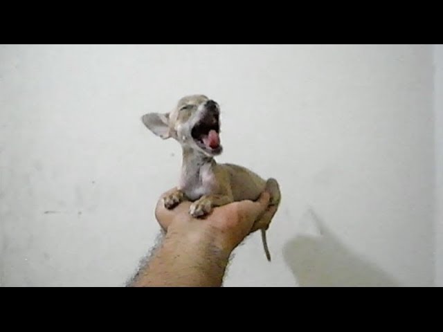 teacup deer head chihuahua for sale