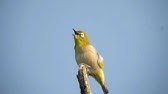 ウグイスの鳴き声をバックにメジロのさえずり 14 4 5 Youtube ウグイスの鳴き声をバックにメジロのさえずり 14 4 5 Youtube