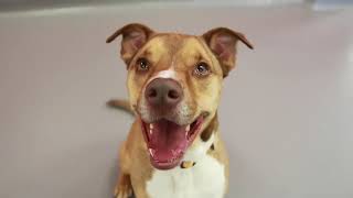 Atlanta Humane assists Evans County Animal Shelter by Atlanta Humane Society 128 views 6 months ago 2 minutes, 7 seconds