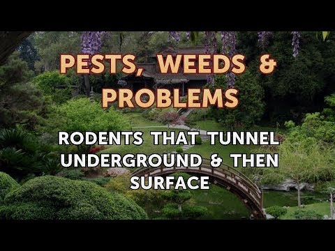 Rodents That Tunnel Underground & Then Surface