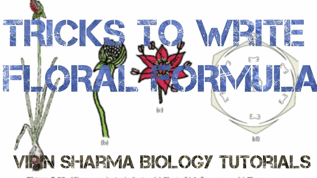 Tricks to write FLORAL FORMULA, terminology and solution to many