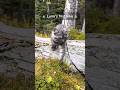 Kitten S First Hike In The Mountains Adventurecat Adventure Siberiancat Shortsfeed Hike 