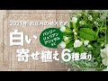 １月　花の植えぞめ　冬の人気苗で【白い寄せ植え】６種盛り　狭くても諦めない【ベランダガーデニング】はじめ