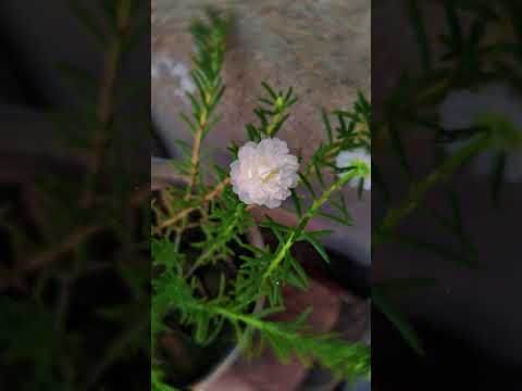 Unakkul Naane hits different with nature 🌸✨| Just a beautiful flower and a soulful melody