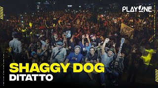 Shaggydog - Ditatto | playOne Radioshow