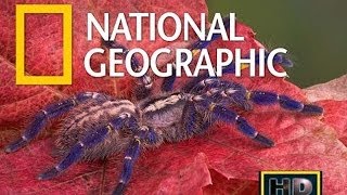 Документальный Фильм Самые Большие И Страшные Жуки В Мире National Geographic