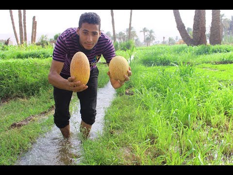 ؟؟Do you know the difference between cantaloupe and melon