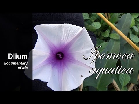 Video: Propagazione dei semi di Naranjilla: informazioni sulla germinazione dei semi di Naranjilla