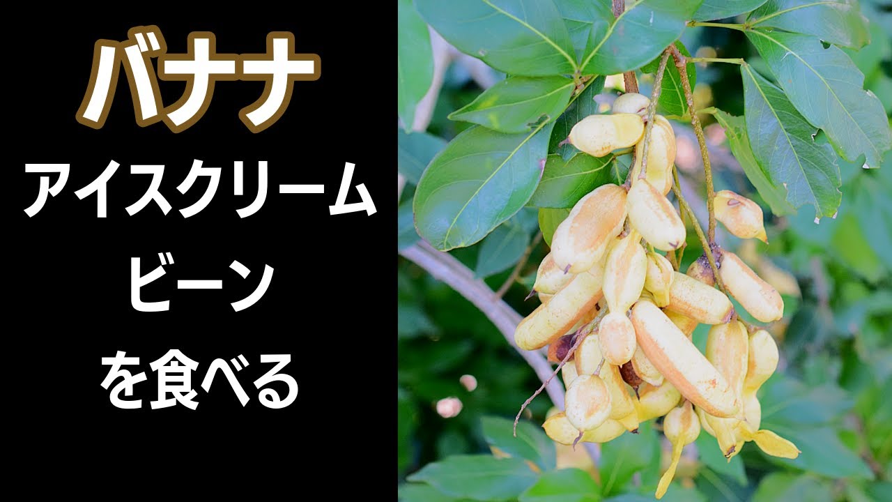 バナナアイスクリームビーン 苗[熱帯果樹]Inga laurina 世界の果物を食べる！【南米編】熱帯果樹 バナナ アイスクリームビーン