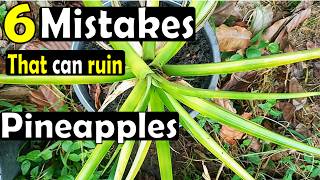 6 common mistakes to avoid when growing pineapples from the top/crown