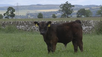 The Angus Report: September 18, 2017: Around the Angus World