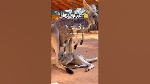 (هذا خلق الله) سورة لقمان-الايه [11] القارى #إسلام صبحي القرآن_الكريم​#