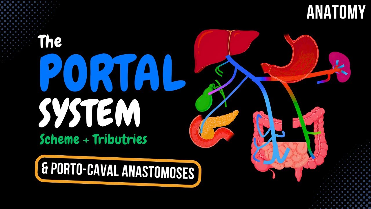 Portal Venous System (EASY Scheme) | Anatomy
