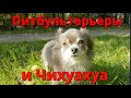 Питбультерьеры и Чихуахуа плюс кормление