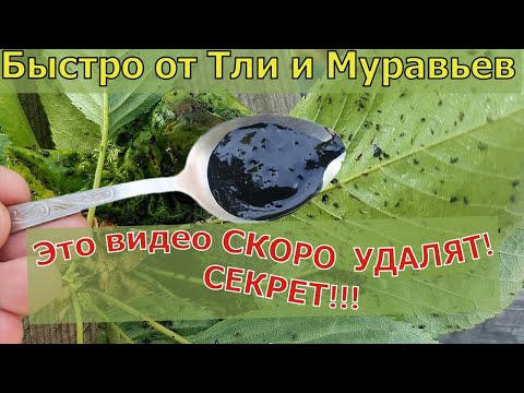 Видео: Как избавиться от Тли и Муравьев БЫСТРО! Взял ДОМА ЭТО...