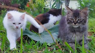 CAT COW  STACY CAT BILLI KARTI MEOW MEOW kittens cats funniest  Animal Funny VS 103