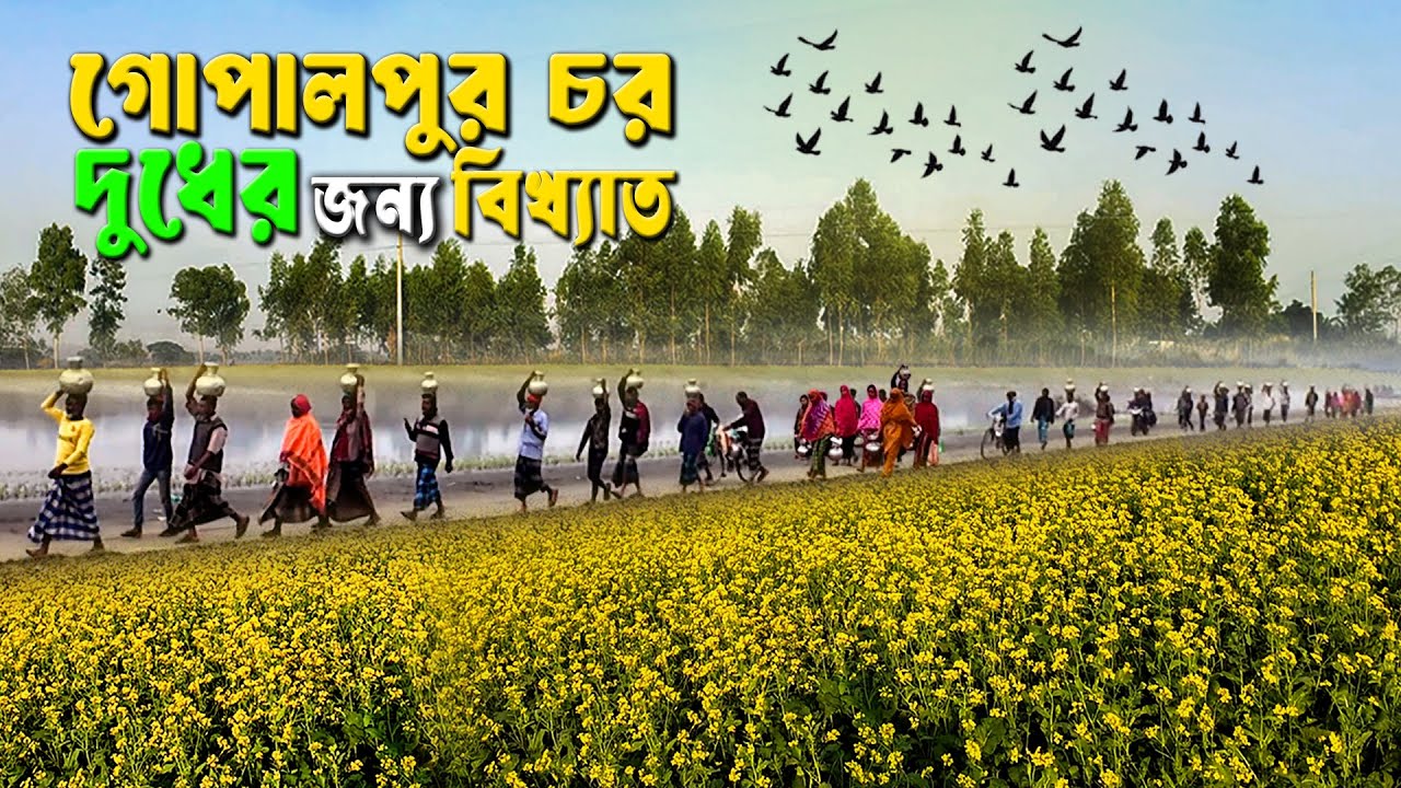 গোপারপুর চর সহ অন্যান্য চরের হাজার হাজার মন দুধ বিক্রি হয় যে হাটে। Famous  milk of gopalpur Char .