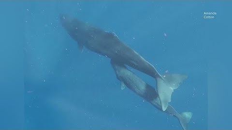 Scientist are trying to understand Sperm Whales