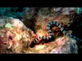 Sea snake vs moray eel diving similan thailand underwater