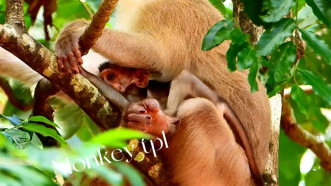 big monkey Boxing vs small baby monkey