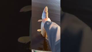 Щука уплыла подрастать!#pike #fishing #рыбалка #shorts