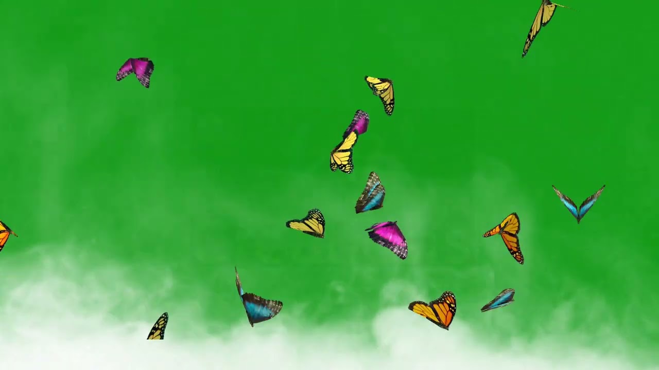 Colorful butterflies flying | Green Screen Library