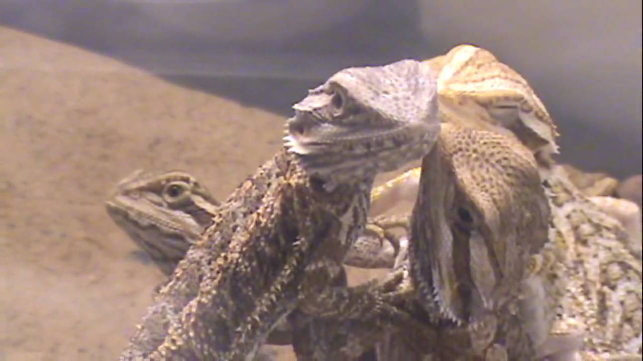 Arlington Texas September 19-20 2009 Reptile Expo P2 - YouTube