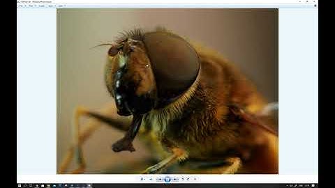 Focus Stacking With Zerene Stacker