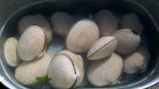Clamming