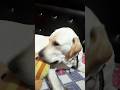 #labrador #dogvideos