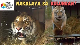 Muling Nakalaya ang mga Hayop SA WAKAS | Animals Released in the Wild