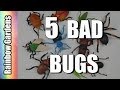 5 Bad Bugs and How to Rid Them from Your Garden - Aphids, Scale, Worms, Beetles