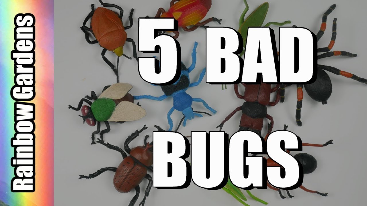 5 Bad Bugs And How To Rid Them From Your Garden Aphids Scale