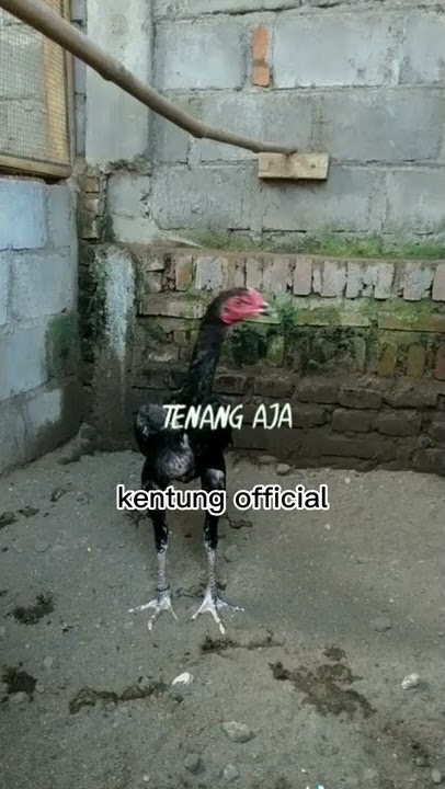 ingat hobi ayam itu mahal