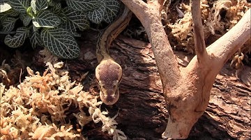 Baby Lemon Blast Ball Python