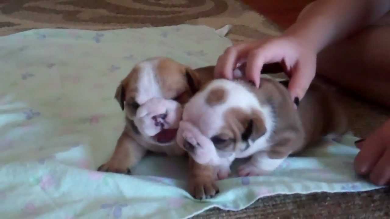 1 week old english bulldog