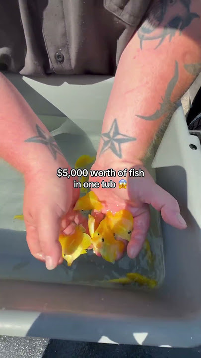 Pernahkah Anda melihat ikan tang kuning sebanyak ini sebelumnya?